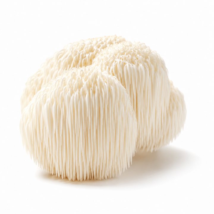 Lion’s Mane
